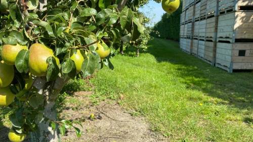 Borsele voorlopig tevreden over huisvesting arbeidsmigranten fruitpluk