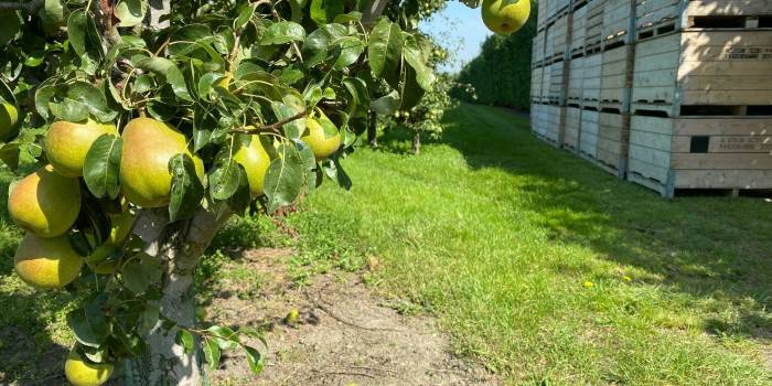 Borsele voorlopig tevreden over huisvesting arbeidsmigranten fruitpluk