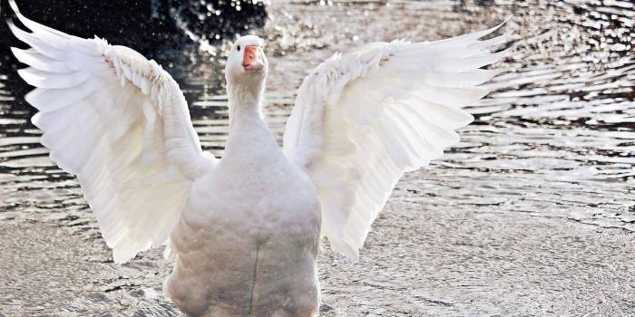 ‘Hanzen’ uit de hanzenstad verhuizen tijdelijk naar hertenkamp