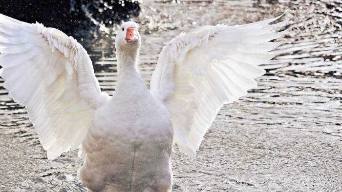 ‘Hanzen’ uit de hanzenstad verhuizen tijdelijk naar hertenkamp