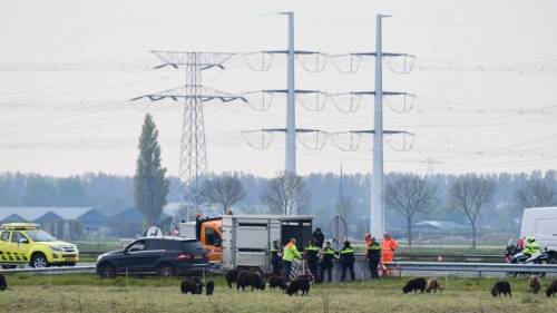 File A58 Goes door losgebroken schapen