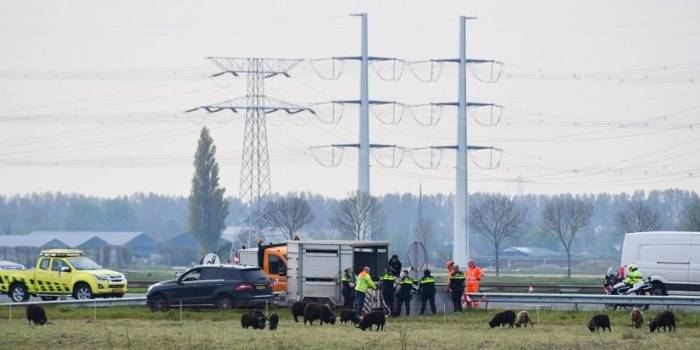 File A58 Goes door losgebroken schapen