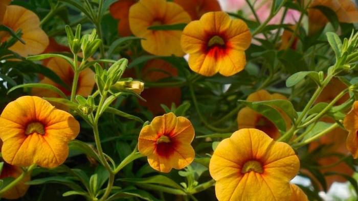 Noord-Beveland zegt het met bloemen en zet mantelzorgers in het zonnetje