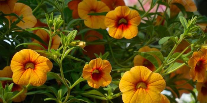 Noord-Beveland zegt het met bloemen en zet mantelzorgers in het zonnetje