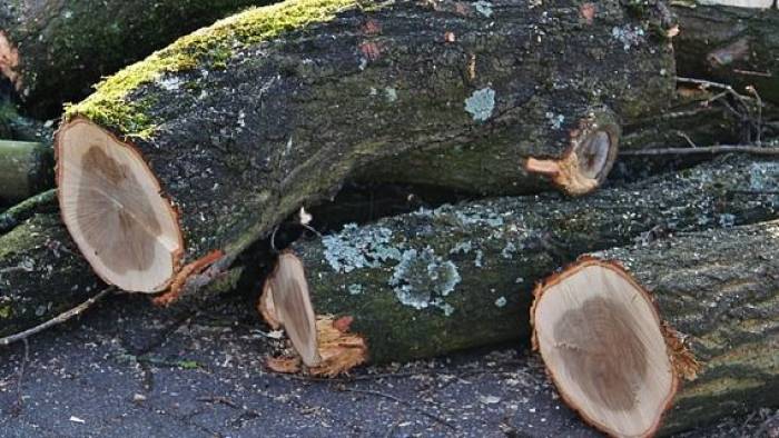 Is dit de toekomst voor de bomen langs de Nieuwedijk?