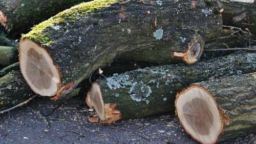 Is dit de toekomst voor de bomen langs de Nieuwedijk?