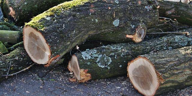 Is dit de toekomst voor de bomen langs de Nieuwedijk?