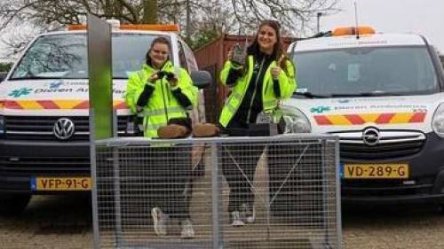 70 vrijwilligers ontfermen zich dag en nacht over dierenwelzijn