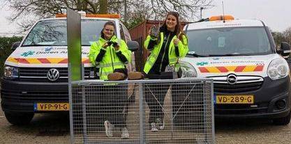 70 vrijwilligers ontfermen zich dag en nacht over dierenwelzijn