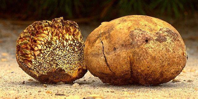 Een reis naar jezelf ….. met een Truffel