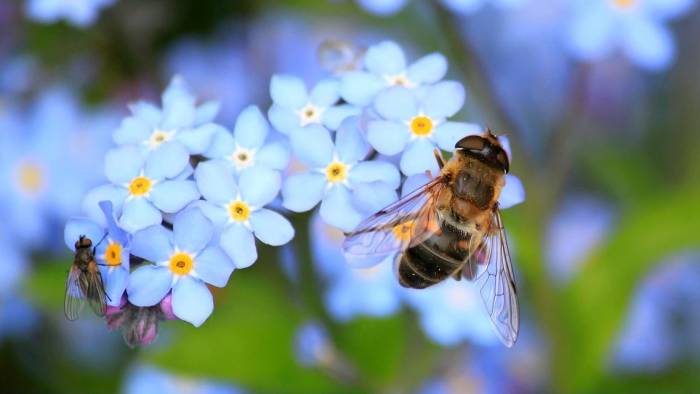 Reimerswaal wil fleurige, bloemrijke dorpsentrees: 'De volgende slag in biodiversiteit'