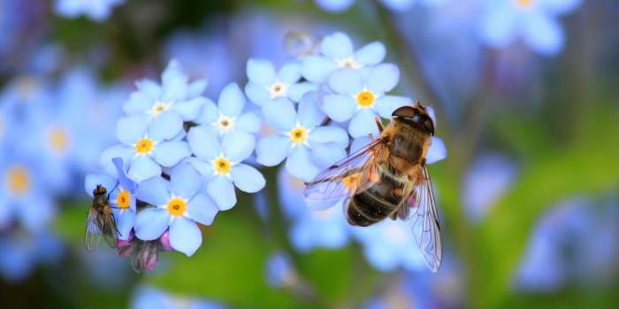 Reimerswaal wil fleurige, bloemrijke dorpsentrees: 'De volgende slag in biodiversiteit'