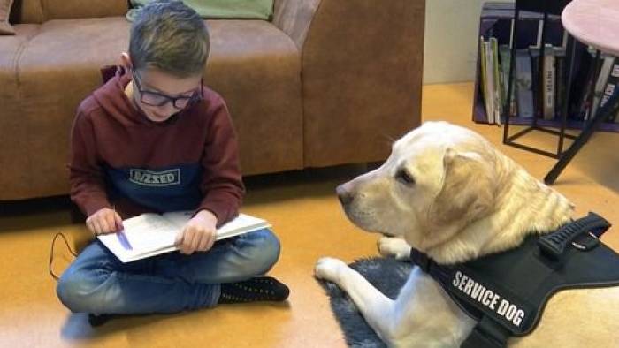 Op deze basisschool kunnen ze niet meer zonder hulphond Buddy: 'Je ziet de schoolresultaten vooruit gaan'