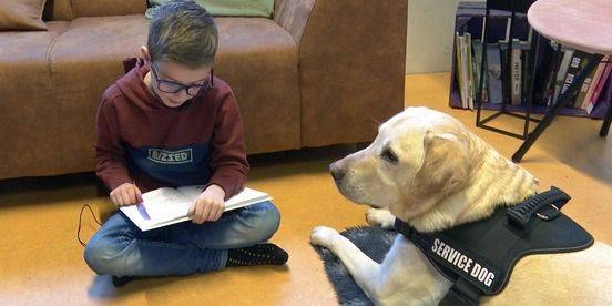 Op deze basisschool kunnen ze niet meer zonder hulphond Buddy: 'Je ziet de schoolresultaten vooruit gaan'