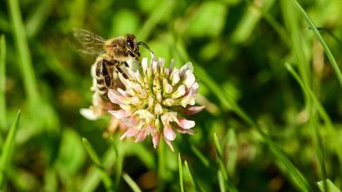 Waterschap start proef met natuurvriendelijk maaien bij Colijnsplaat en Kats