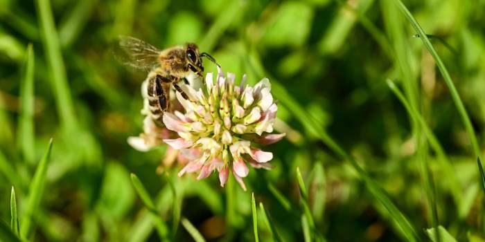 Waterschap start proef met natuurvriendelijk maaien bij Colijnsplaat en Kats