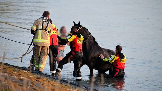 zwemmend paard in Westerschelde