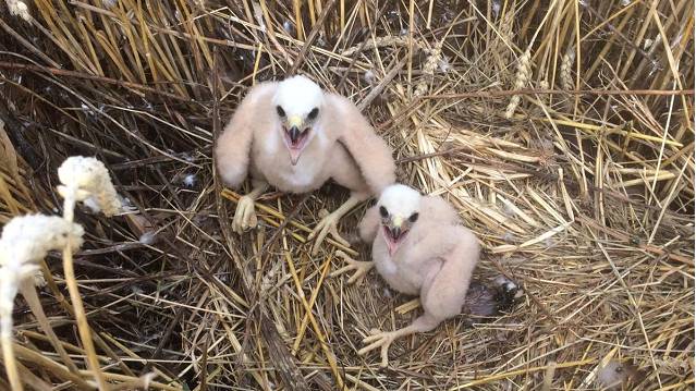 Nest van de bruine kiekendief in een tarweveld