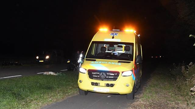 Aanrijding met hert bij Wolphaartsdijk