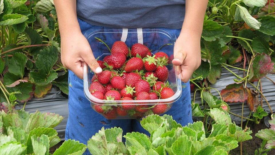 Aardbeien plukken, als vakantiebaantje in de zomer.