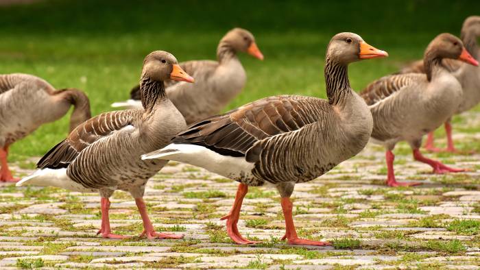Ganzen in Goes zorgen voor lente-overlast