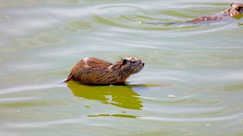 Muskusratten zijn waterdieren die dijken en waterkeringen ondergraven.