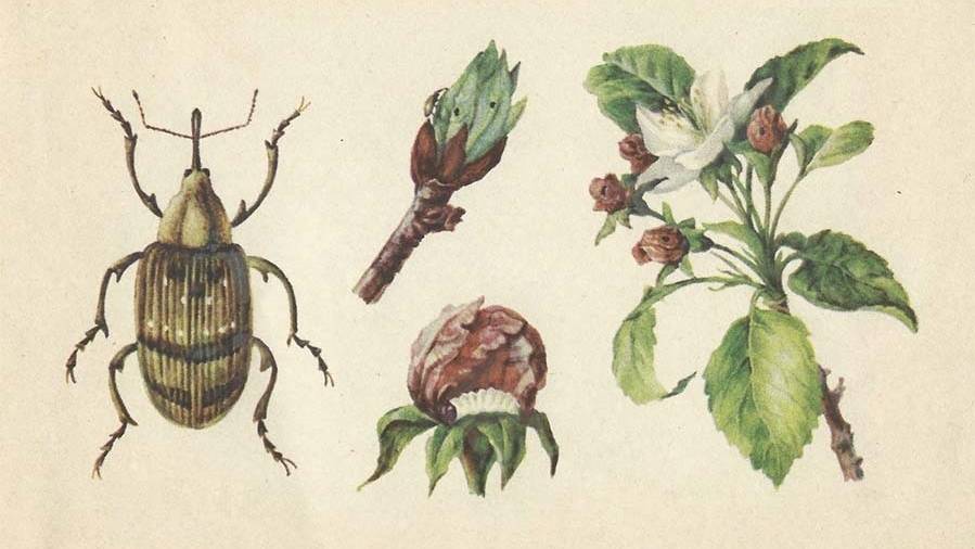 Het appelbloesemkevertje kent geen natuurlijke vijanden en is een serieuze dreiging voor de appelteelt.