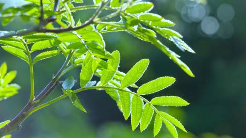 Borsele vergroent met duizenden nieuwe boompjes