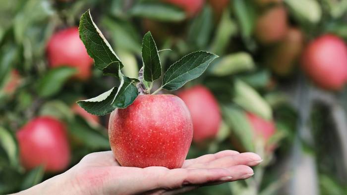 ‘GEEF BEVELANDSE APPELTELERS EEN GELIJK SPEELVELD’