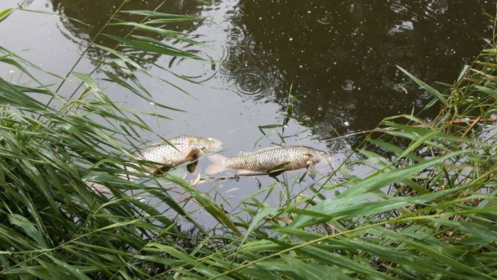 KAPOTTE POMP EN WARMTE MOGELIJK OORZAAK STANK EN DODE VISSEN GOESE MEER