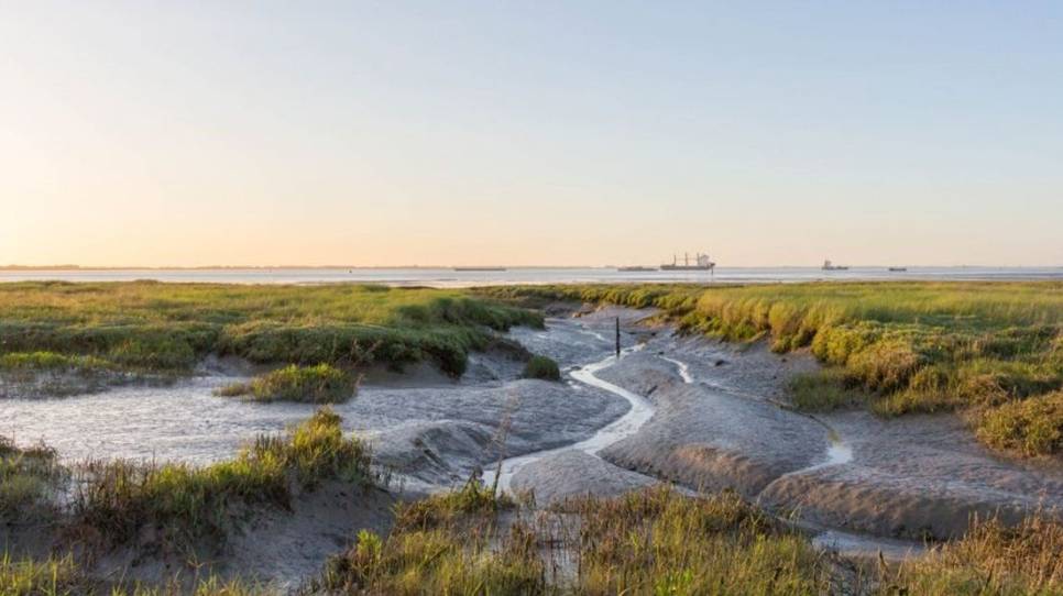 De Zeeuwse natuur in de Scheldedelta heeft nu een beschermde Unesco-status.