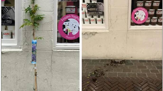 Het pas geplante boompje donderdag, en de lege plek twee dagen later.