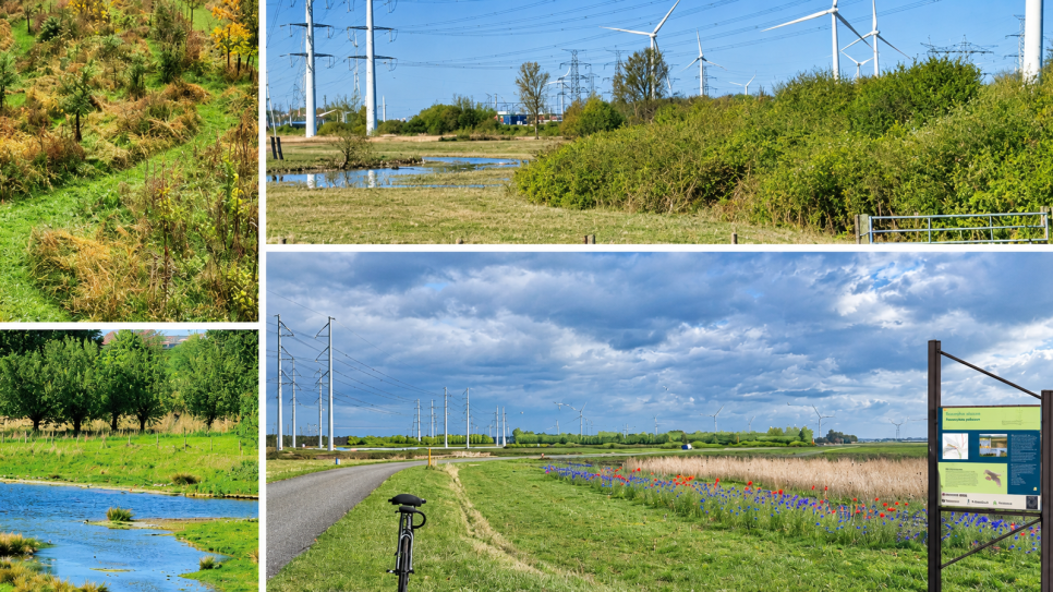 Fotocollage van groene en natte natuur bij Rilland.