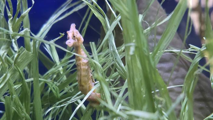 Oosterschelde dé plek voor zeepaardjes