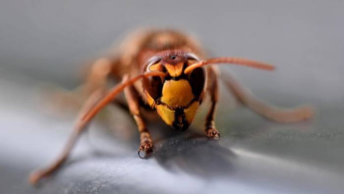 De Aziatische hoornnaar zorgde deze zomer voor overlast.