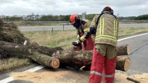 De brandweer zaagt een omgewaaide boom in stukken.