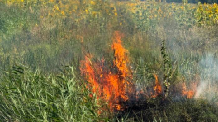 De brandweer moest uitrukken bij het Poelbos.