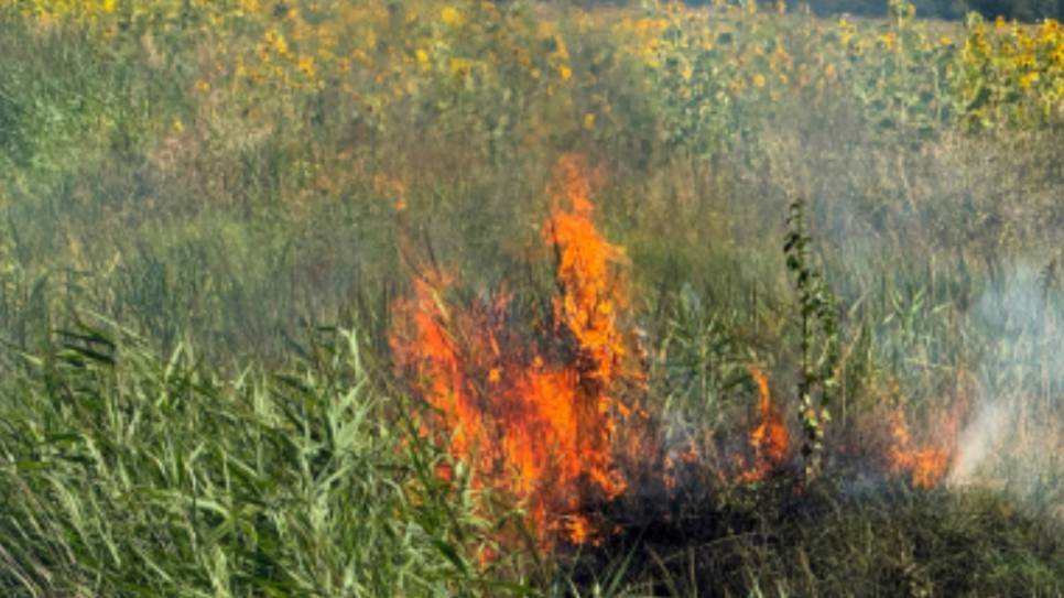 De brandweer moest uitrukken bij het Poelbos.