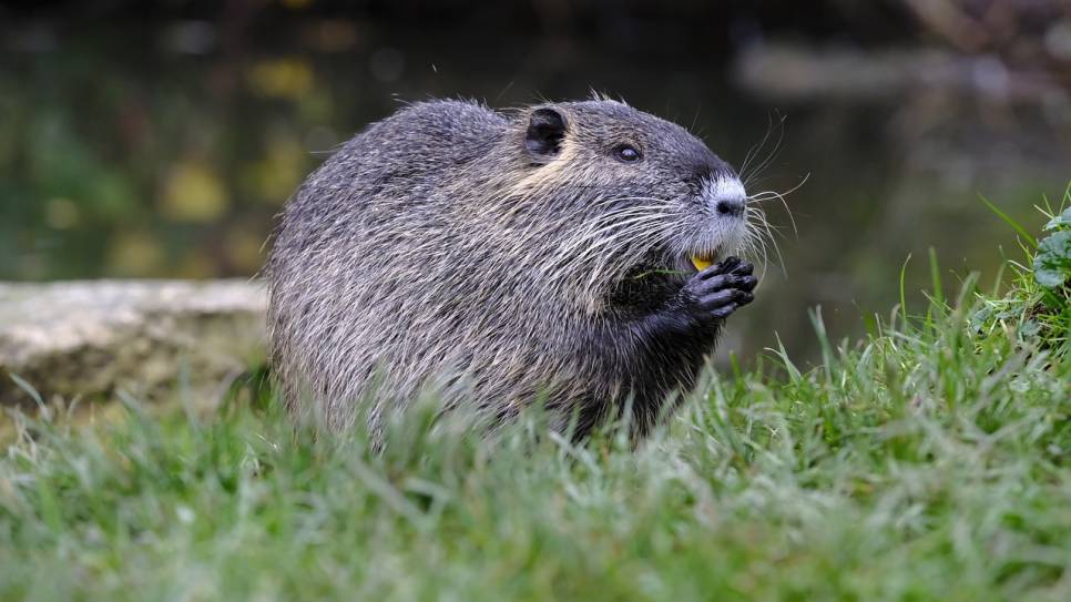 Een muskusrat in de natuur.