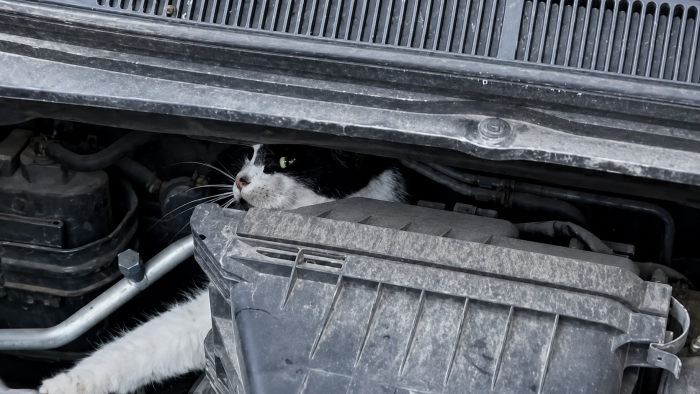 De kat zat beklemd bij het motorblok.