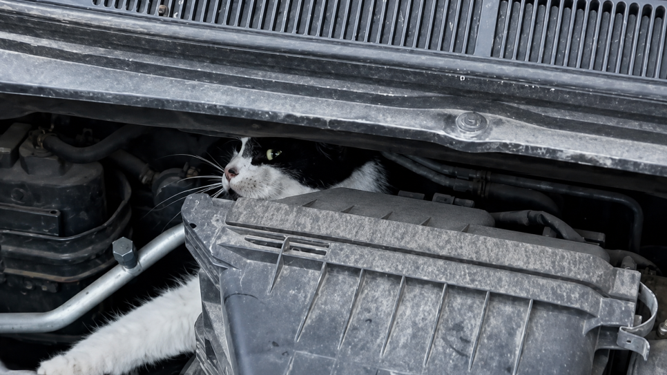 De kat zat beklemd bij het motorblok.