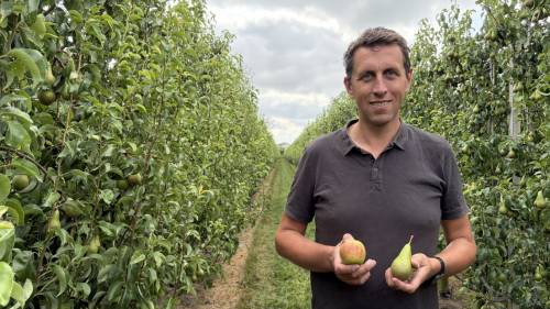 René Bal van de Nederlandse Fruittelers Organisatie hoopt op regen.