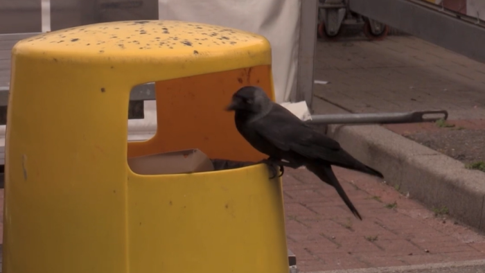 Een vogel doet zich tegoed aan voedselresten uit de afvalbak.