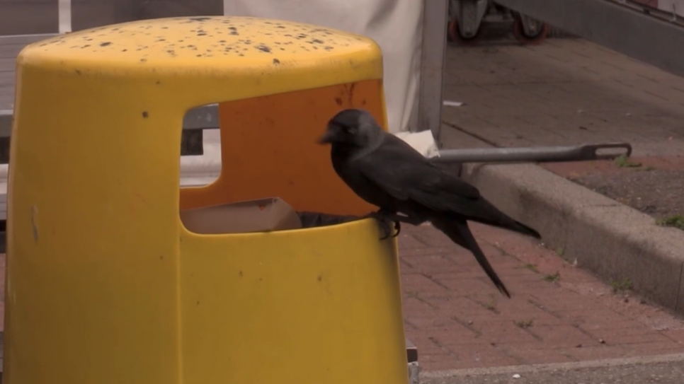 Een vogel doet zich tegoed aan voedselresten uit de afvalbak.