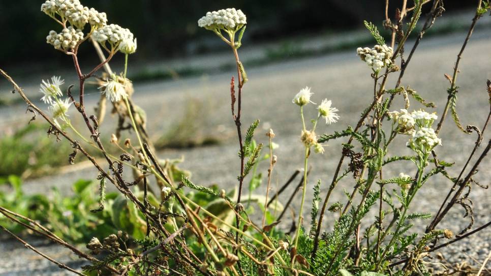 Onkruid tiert welig, in Noord-Beveland.