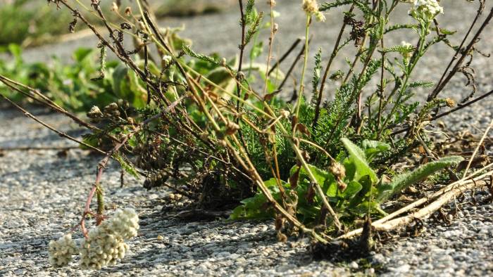 Onkruid tiert welig, in Noord-Beveland.