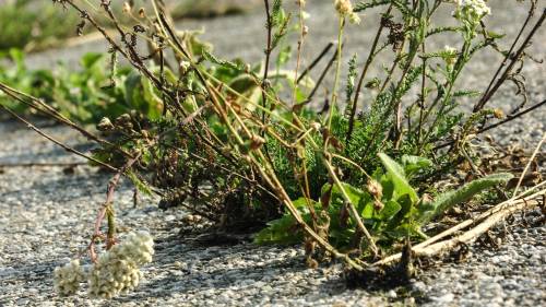 Onkruid tiert welig, in Noord-Beveland.