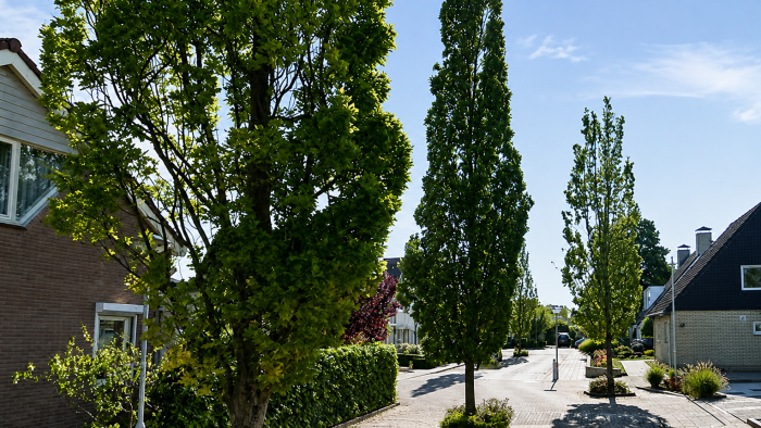 De Sterappelstraat in Biezelinge