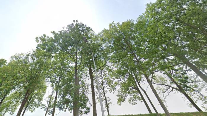 De hoge esbomen aan de Varkensdijk zijn ziek en gaan tegen de vlakte.