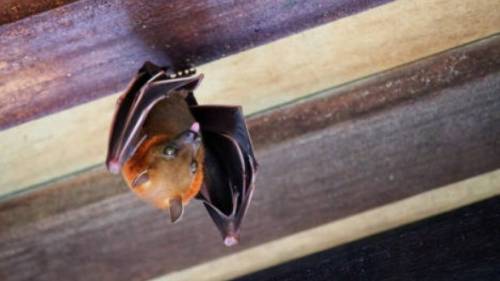 Vleermuizen: 'Ze kunnen zómaar in je spouwmuur zitten'